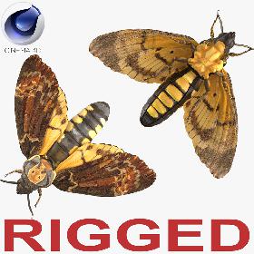 Deaths Head Hawkmoth Rigged for Cinema 4D